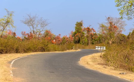 Photo for Curvy Indian Road surrounded with Palash Tree Forest. - Royalty Free Image