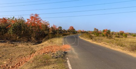 Kurvige indische Autobahn umgeben von Palash Tree Forest.