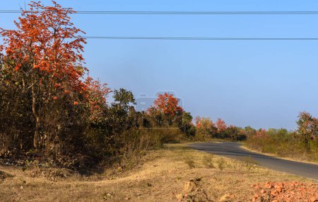 Autopista de asfalto india rodeada de Palash Tree y Forest.