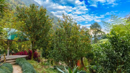 Téléchargez les photos : Vue Paysage du Jardin Orange à Pelling, Inde. - en image libre de droit