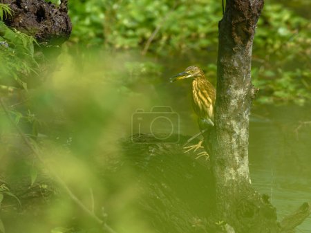 Photo for A Pond Herons(Ardeola) sitting on a tree branch . - Royalty Free Image