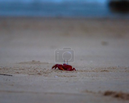 Red Crab in sand at Mandarmani Beach. Selective Focus is used.