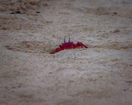 Téléchargez les photos : Crabe rouge dans le sable à Mandarmani Beach. Focus sélectif est utilisé. - en image libre de droit