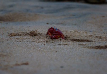 Crabe rouge dans le sable à Mandarmani Beach. Focus sélectif est utilisé.