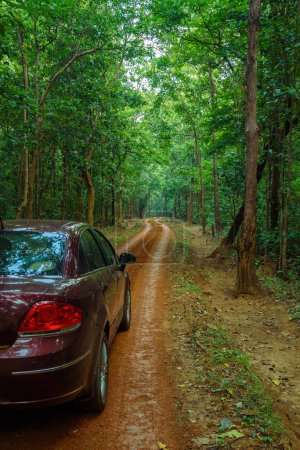 Foto de Mitad vista de un hermoso coche de color rojo en el denso bosque de la India. - Imagen libre de derechos