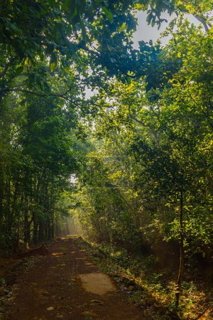 Téléchargez les photos : Portrait Vue des rayons du soleil dans la forêt dense. - en image libre de droit