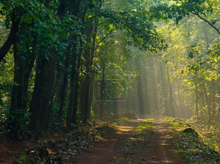 Téléchargez les photos : Paysage Vue des rayons du soleil dans la forêt indienne. - en image libre de droit