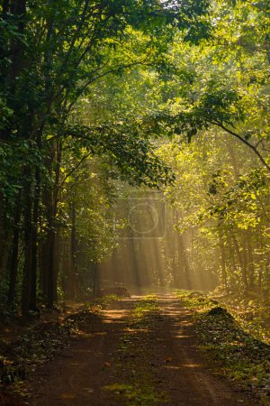 Portrait View of Sunrays in the Dense forest. 