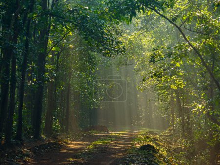 Téléchargez les photos : Paysage Vue des rayons du soleil dans la forêt indienne. - en image libre de droit