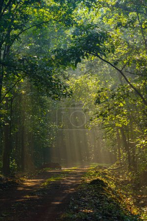 Porträtansicht von Sonnenstrahlen im dichten Wald. 
