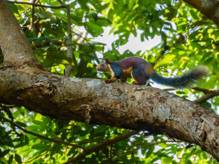 View of A Indian Giant Squirrel or Malabar Giant Squirrel .