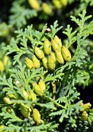 Photo for Thuja occidentalis (white-cedar or arborvitae) with aromatic cones - Royalty Free Image