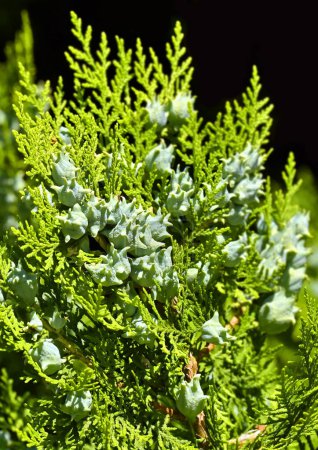 Photo for Green juniper plant with ripe aromatic cones - Royalty Free Image