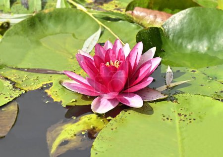 Téléchargez les photos : Belle nénuphar rose (lotus) dans l'étang - en image libre de droit
