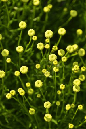 Brote de Santolina rosmarinifolia (lino santo) flor