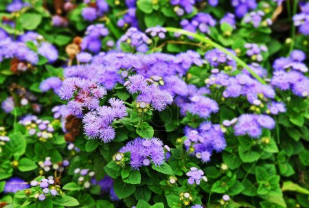 Ageratum conyzoides (billygoat-weed, goatweed, whiteweed, mentrasto) plant