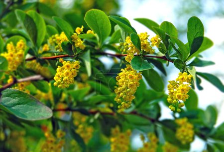 Barberry (Berberis vulgaris) brigth yellow flowers and green leaves