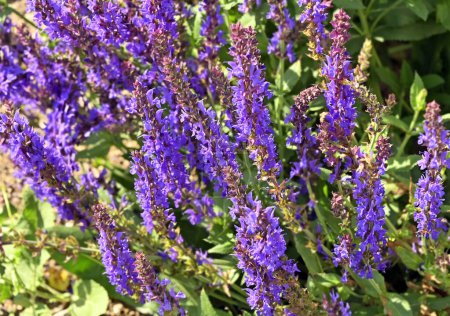 Hisopo gigante violeta (Agastache) Flor floreciente de la fortuna azul