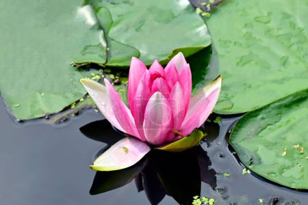 Téléchargez les photos : Belle nénuphar rose (lotus) dans l'étang - en image libre de droit