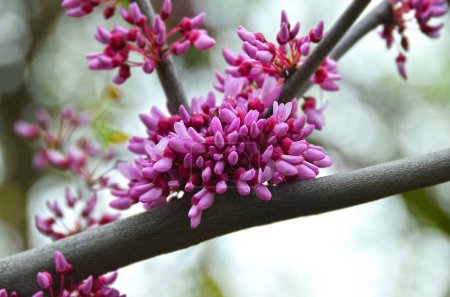 Cerasus serrulata (Cerisier à fleurs japonais) en fleurs