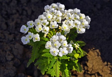 White Primrose (auricula) or primula (acaulis) flower