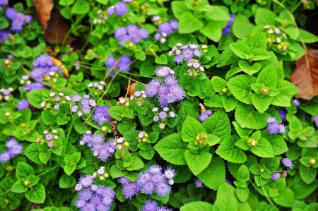 Ageratum conyzoides (billygoat-weed, goatweed, whiteweed, mentrasto) plant