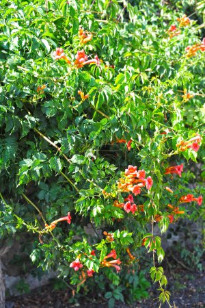 Beautiful red flower of the trumpet vine or trumpet creeper (Campsis radicans)