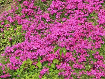 Flores rosadas de flóx rastrero (de montaña o musgo)