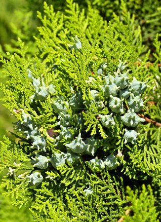 Planta de enebro verde con conos aromáticos maduros