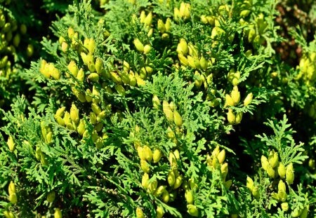 Photo for Thuja occidentalis (white-cedar or arborvitae) with aromatic cones - Royalty Free Image