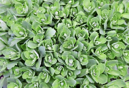 Sedum (Stonecrop) plant leaves with water drops