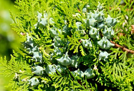 Photo for Green juniper tree with ripe aromatic cones - Royalty Free Image