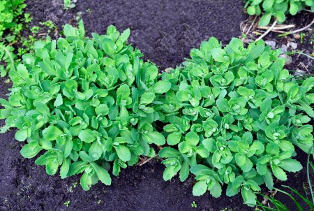 Sedum (Stonecrop) planta en suelo natural al aire libre
