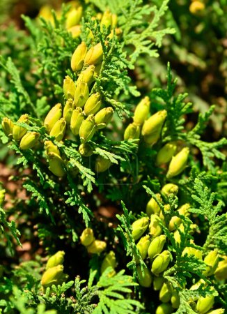 Photo for Thuja occidentalis (white-cedar or arborvitae) tree with aromatic cones - Royalty Free Image