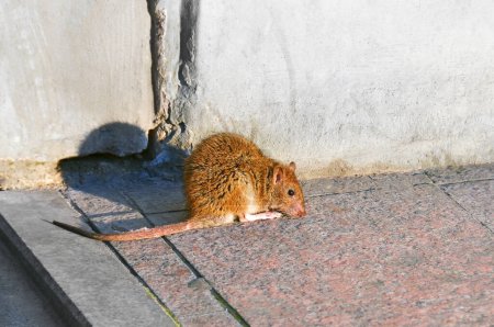 Red rat on city street at summer