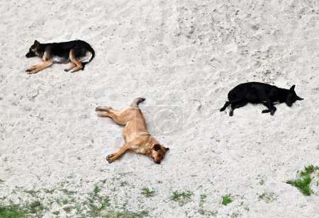 Stray dogs rest on sand at summer
