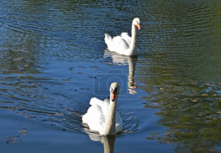 Beautiful wild swan floating in the lake