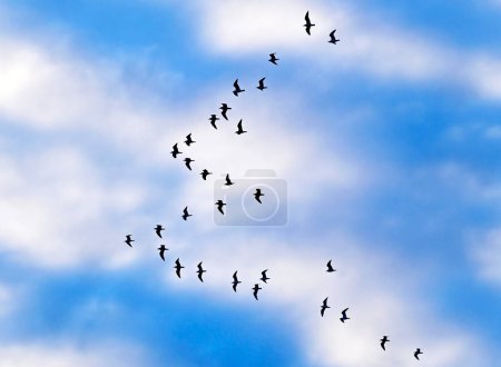 Herde von großen Möwen fliegen am blauen Himmel Hintergrund