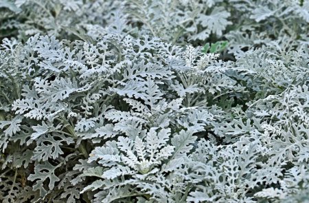 Dusty miller (Silver dust or Jacobaea maritima) plant
