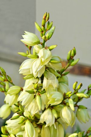 Photo for Soaptree, Yucca Rock Lily Flowers (soapweed or palmella) - Royalty Free Image