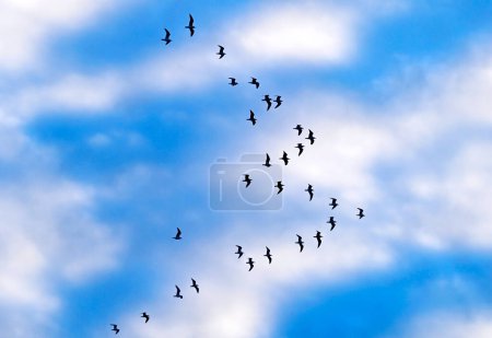 bandada de grandes gaviotas volar en el fondo del cielo azul