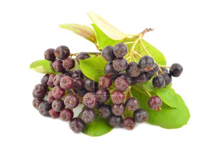 Black ashberry (Aronia melanocarpa) berry, isolated on white background