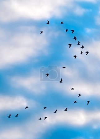 Herde von großen Möwen fliegen am blauen Himmel Hintergrund
