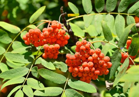Rowan berries, Mountain ash (Sorbus) tree with ripe berry