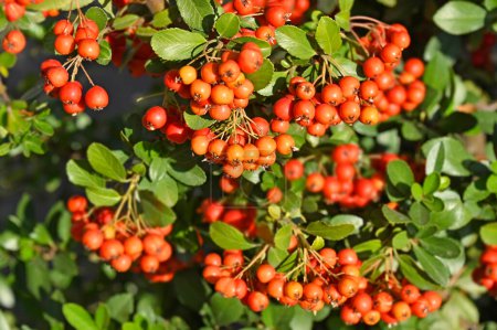 Rowan berries, Mountain ash (Sorbus) tree with red berry