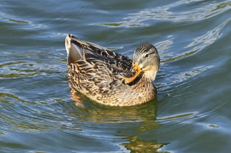 Wild duck (Anas plathyrhynchos) floating in the lake