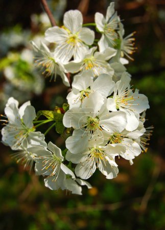 Beautiful apple tree with fresh balmy blossom