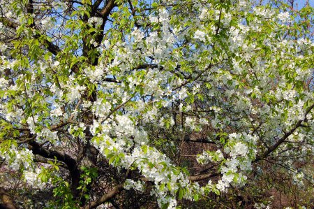 Beautiful apple tree with fresh balmy blossom
