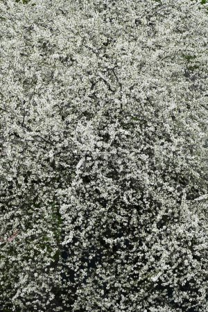 Beautiful cherry tree with fresh balmy blossom