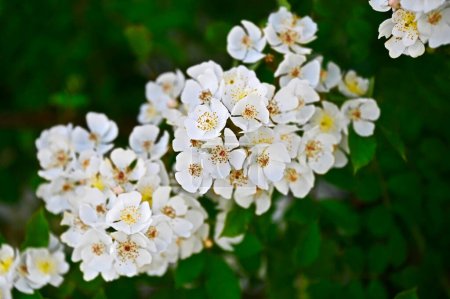 Belle fleur de jasmin blanc, race Bialy Karzel